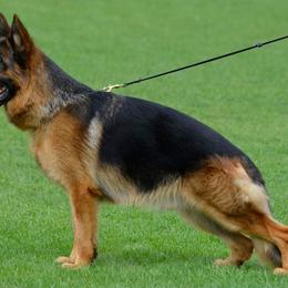 Puma - German Shepherd