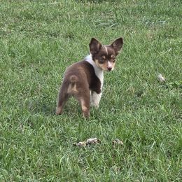 Tan Girl - Fiesty - Red tri female Miniature Australian Shepherd puppy in Aurora, Missouri from Barnyard Mini Aussies