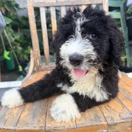 Dior with training - Black and white female Bernedoodle puppy in Boonville, North Carolina from Doods & Dolls