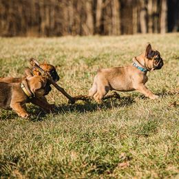 French Bulldogs from Adorable Frenchies