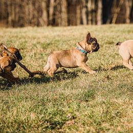 French Bulldogs from Adorable Frenchies