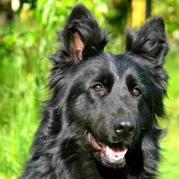 Haki - German Shepherd