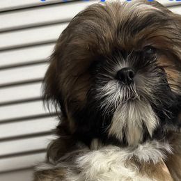 Shih Tzus from Kara’s Shih Tzu Kuties