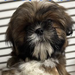 Shih Tzus from Kara’s Shih Tzu Kuties