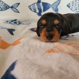 Dachshund Puppies from Lucky Dachshunds
