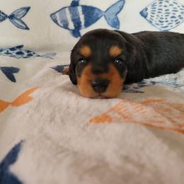 Dachshund Puppies from Lucky Dachshunds