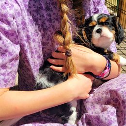 Cavalier King Charles Spaniel Puppies from Faithful Friends Cavaliers
