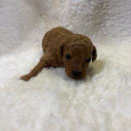Maple - Apricot female Goldendoodle puppy in Wever, Iowa from JK Royal Lines