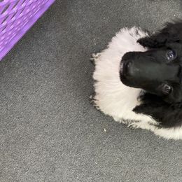 Poodle Puppies from Southern Elegance Standards