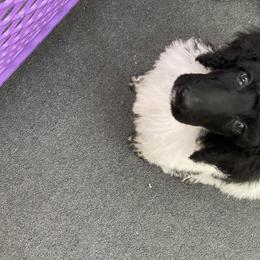 Poodle Puppies from Southern Elegance Standards