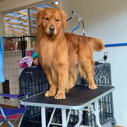 Golden Retriever Puppies from Sound Golden Retrievers