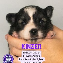 Kinzer - Black and white male Pomsky puppy in Humeston, Iowa from M.A.R. Dogs