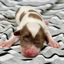 Cirrus - Merle female Cavapoo puppy in Salem, New Jersey from Dreamy Night Doodles