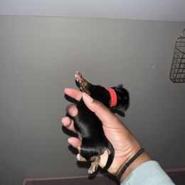 Yorkshire Terrier Puppies from A yorkie palace