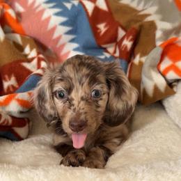 Flynn - Dapple male Dachshund puppy in Mc Kenzie, Tennessee from Kristy's Dachshunds