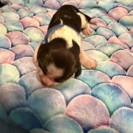 Blue boy - Black white and tan male English Springer Spaniel puppy in Nashua, New Hampshire from Woodsong European English Springer Spaniels