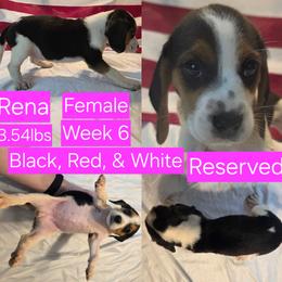 Rena Pink Female - Black red and white female Beagle puppy in Bemidji, Minnesota from Nse Farms Beagles