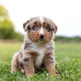 Cowboy - Red merle male Miniature Australian Shepherd puppy in Yantis, Texas from Marie Mini Aussies