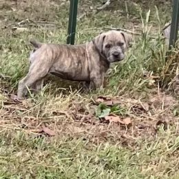 Pink collar female - Brindle female Boerboel puppy in Guysville, Ohio from Fueled Kennel