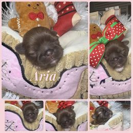 Aria - Liver and white female Shih Tzu puppy in Coolidge, Arizona from Shih Tzu’s  ‘N’ Love