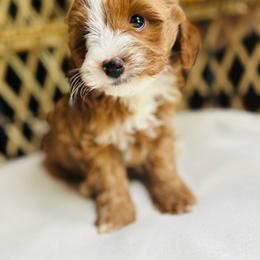 Finn - Red male Cavapoo puppy in Natural Bridge, Virginia from Rockbridge Puppies