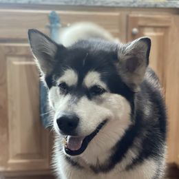CHEVELLE - Alaskan Malamute