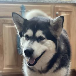CHEVELLE - Alaskan Malamute