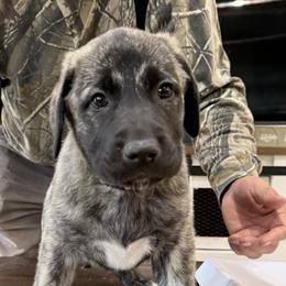 Anatolian Shepherd Dogs from Swan Falls Farm