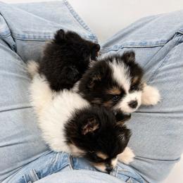 Woody - Black parti male Pomeranian puppy in Hampton, Virginia from Hearts Of Love