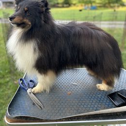 Shadow - Shetland Sheepdog