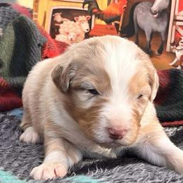 Camille - Red merle female Australian Shepherd puppy in Boise, Idaho from Black Canyon Corral Aussies