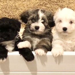 Havanese and Pug Puppies from Casa Blanca Pugs & Mardi Gras Havanese