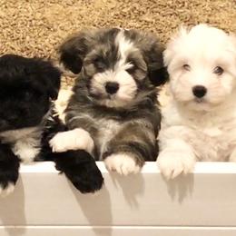 Havanese and Pug Puppies from Casa Blanca Pugs & Mardi Gras Havanese