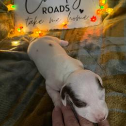 Boon - Chocolate and cream male Dachshund puppy in Erie, Michigan from Champagne’s Grinch Toe’d Dachshunds