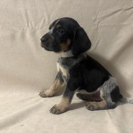 Tracker - Blue ticked and tan male Bluetick Coonhound puppy in Mount Pleasant, Texas from Harmons Hounds