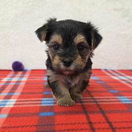 Charlie - Black & tan tri-color male Morkie puppy in Monticello, Iowa from Ashley’s Puppies