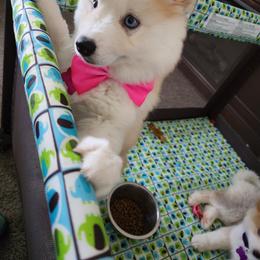 Pomsky and Siberian Husky Puppies from Whitmore Wolfpack LLC