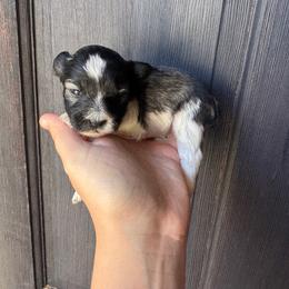 Jingles - Parti male Miniature Schnauzer puppy in The Rock, Georgia from Southern Paw Schnauzers