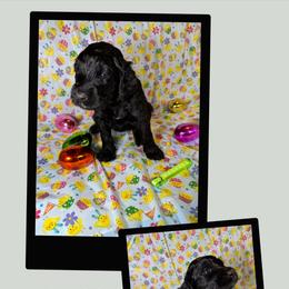 Misty - Black female Goldendoodle puppy in Water Valley, Mississippi from Olympian Doodles