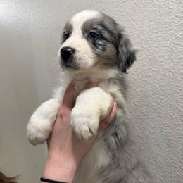 Jade - Blue merle female Australian Shepherd puppy in Weeki Wachee, Florida from Ace of Spades Australian Shepherds