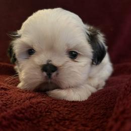 Boy 2 - male Shih Tzu puppy in Jefferson, Ohio from May May’s Shih Tzu’s