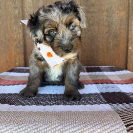 Badger - Blue merle female Aussiedoodle puppy in Eastland, Texas from H5 Mini Doodles