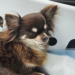 Madeline - Chihuahua