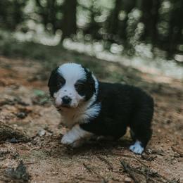River - Tri-color female Border Collie puppy in Fortson, Georgia from Southern Wind Farms