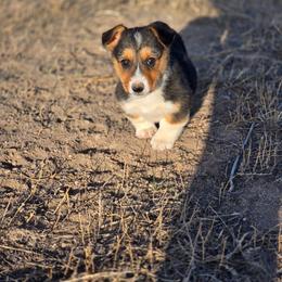 Smooch - Black and tan male Pembroke Welsh Corgi puppy in Briggsdale, Colorado from Lovebird Corgis