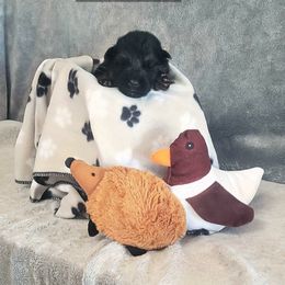 German Shepherd Puppies from Shepherd's Watch