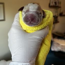 Ricky - Apricot male Australian Labradoodle puppy in Orlando, Florida from Delano Australian Labradoodles
