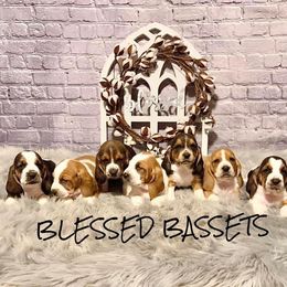 Basset Hound Puppies from Blessed Bassets
