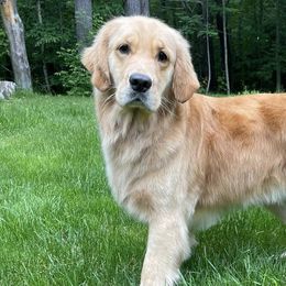 Golden Retrievers from LeBeau Goldens of Maine