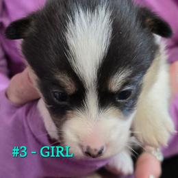 Girl 3 - Black and tan female Pembroke Welsh Corgi puppy in Buffalo, Wyoming from Diamond K Corgis